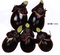 �H�������