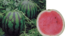 �n�j�[�V�����}��
