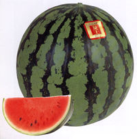 �ĉ��}�C���h