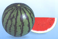 �n�j�[�V�����}��