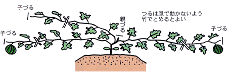 ���}�E�E�c
