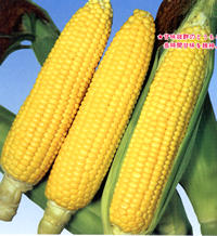 �n�`�~�c�Ƃ����낱��
