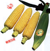 �T���_�R�[��