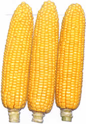 �J�����C��90