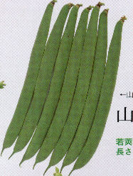 �R�鍕�O�x