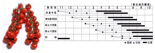 新食感トマト　松島交配　W431　薄皮ミニトマト