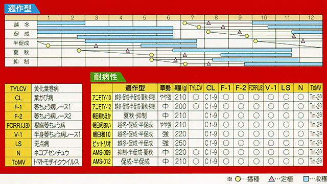 トマト　AMS-012