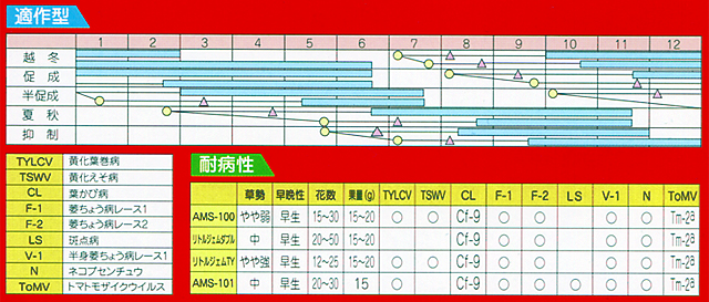 ミニトマト　AMS-101