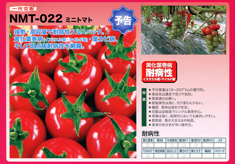 ナント種苗株式会社 ／ トマト ／ 一代交配　／ NMT-022　ミニトマト