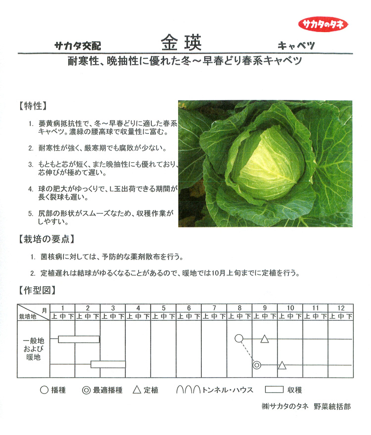 キャベツ種 2000粒 （栽培用 種子 きゃべつ 甘藍 生産者向け サカタ） 通販