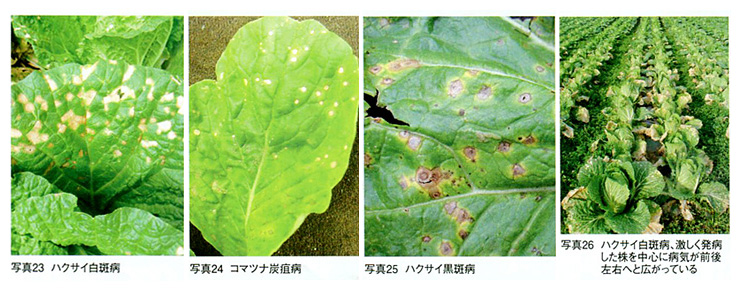 その他地上部に病斑を生じる病害