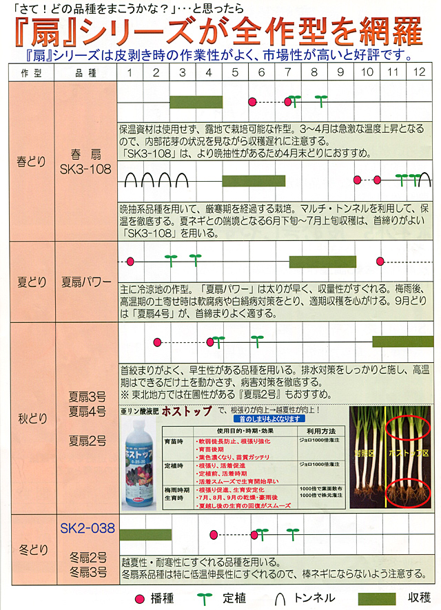 SK2-038　黒柄系一本ネギ