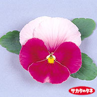 LR�r�[�R��