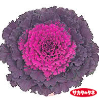 紅の華
