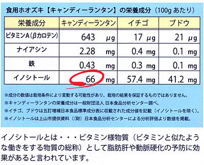 食用ホオズキ キャンディーランタン ホオズキ E 種や 国内最大級の野菜種 花種 苗 農業資材の販売店