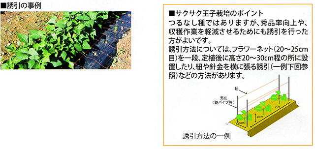 サクサク王子ネオ インゲン 21年今期品切れ E 種や 国内最大級の野菜種 花種 苗 農業資材の販売店 サクサク王子ネオ インゲン 21年今期品切れ E 種や 国内最大級の野菜種 花種 苗 農業資材の販売店