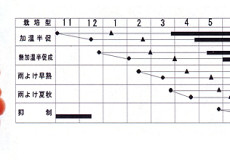 新食感トマト　松島交配　W431　薄皮ミニトマト