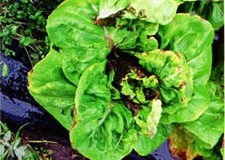 lettuce-disease14