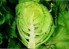 lettuce-henkei07
