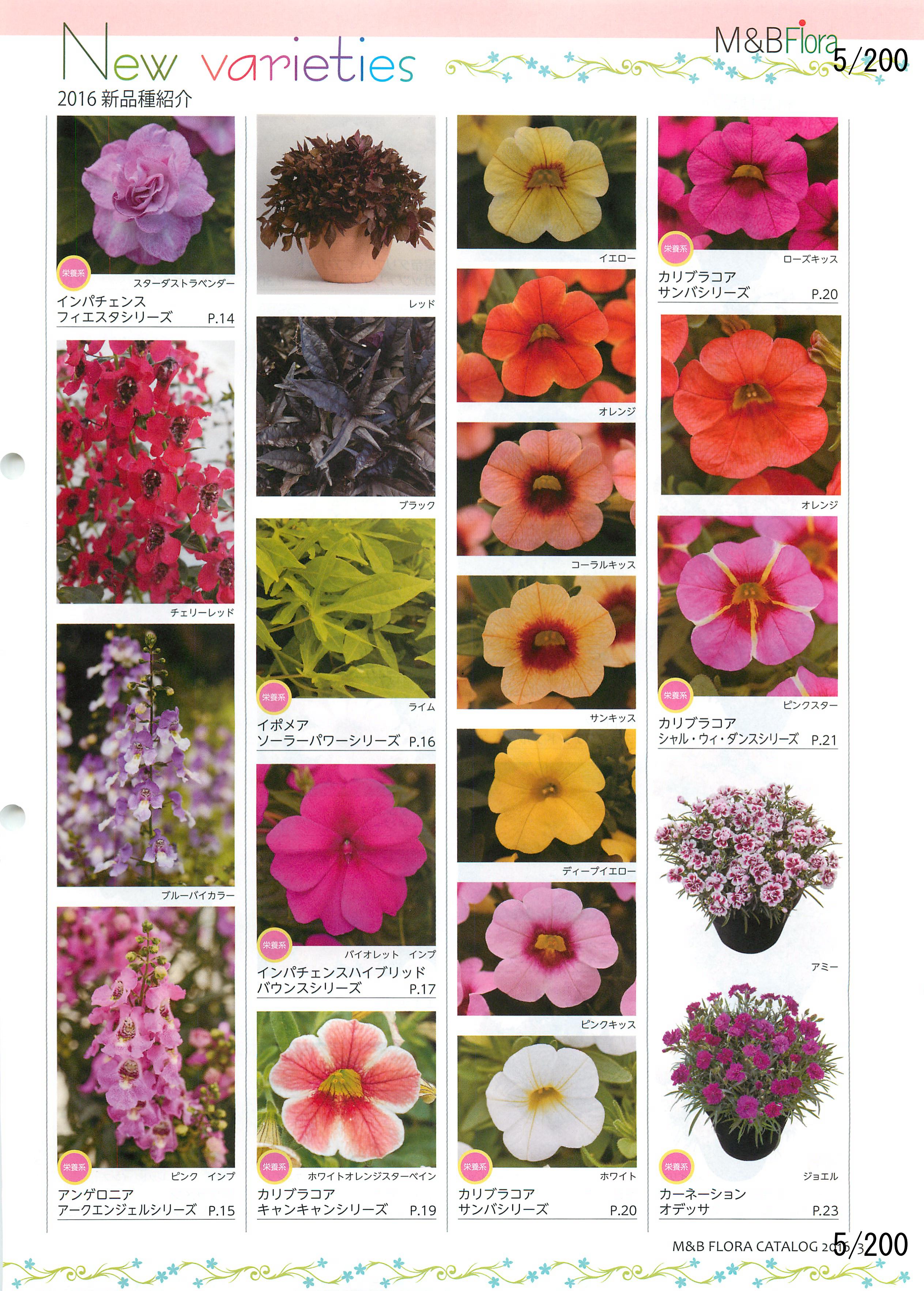 M&B Flora Vol.20F5y[W