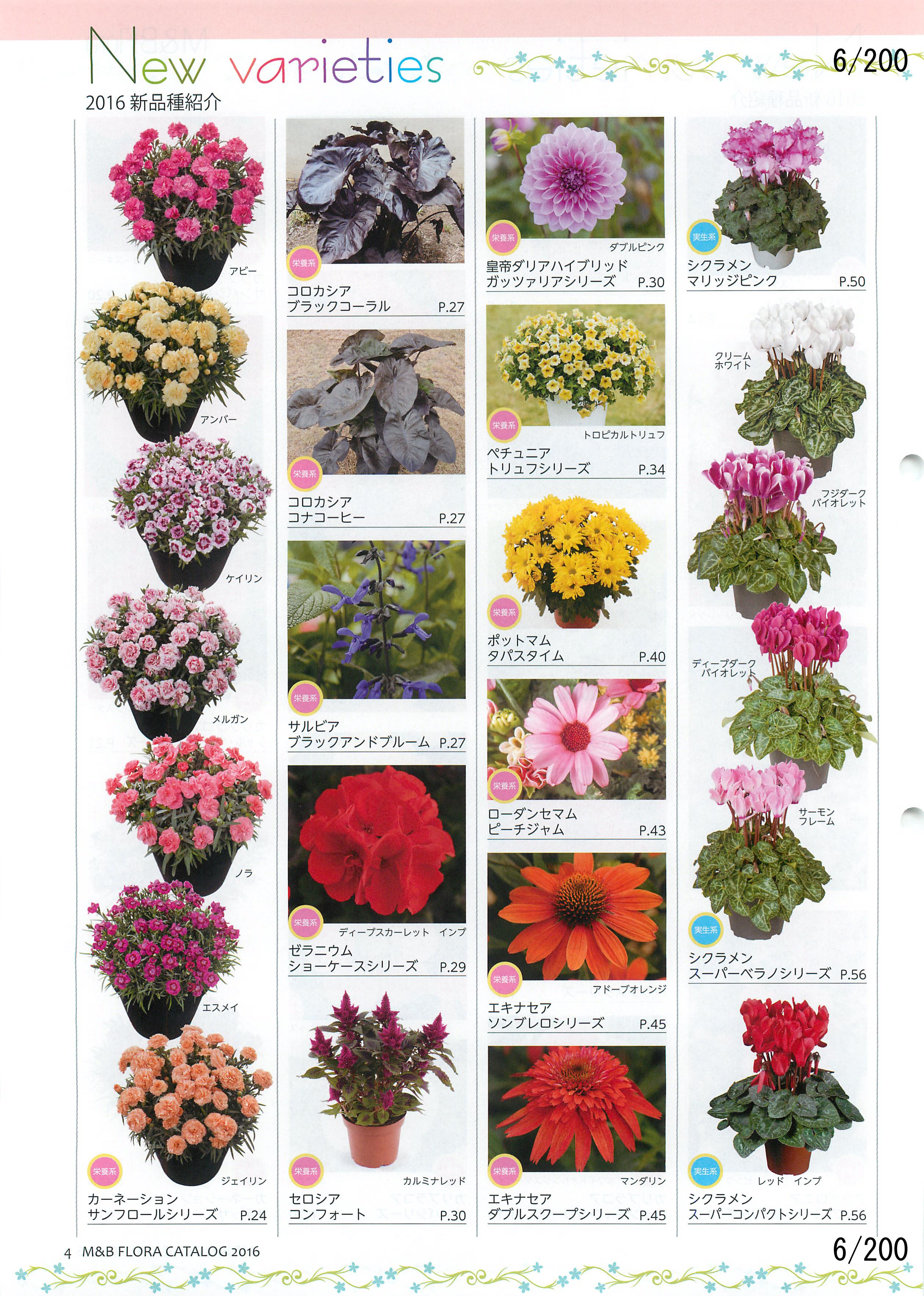 M&B Flora Vol.20F6y[W