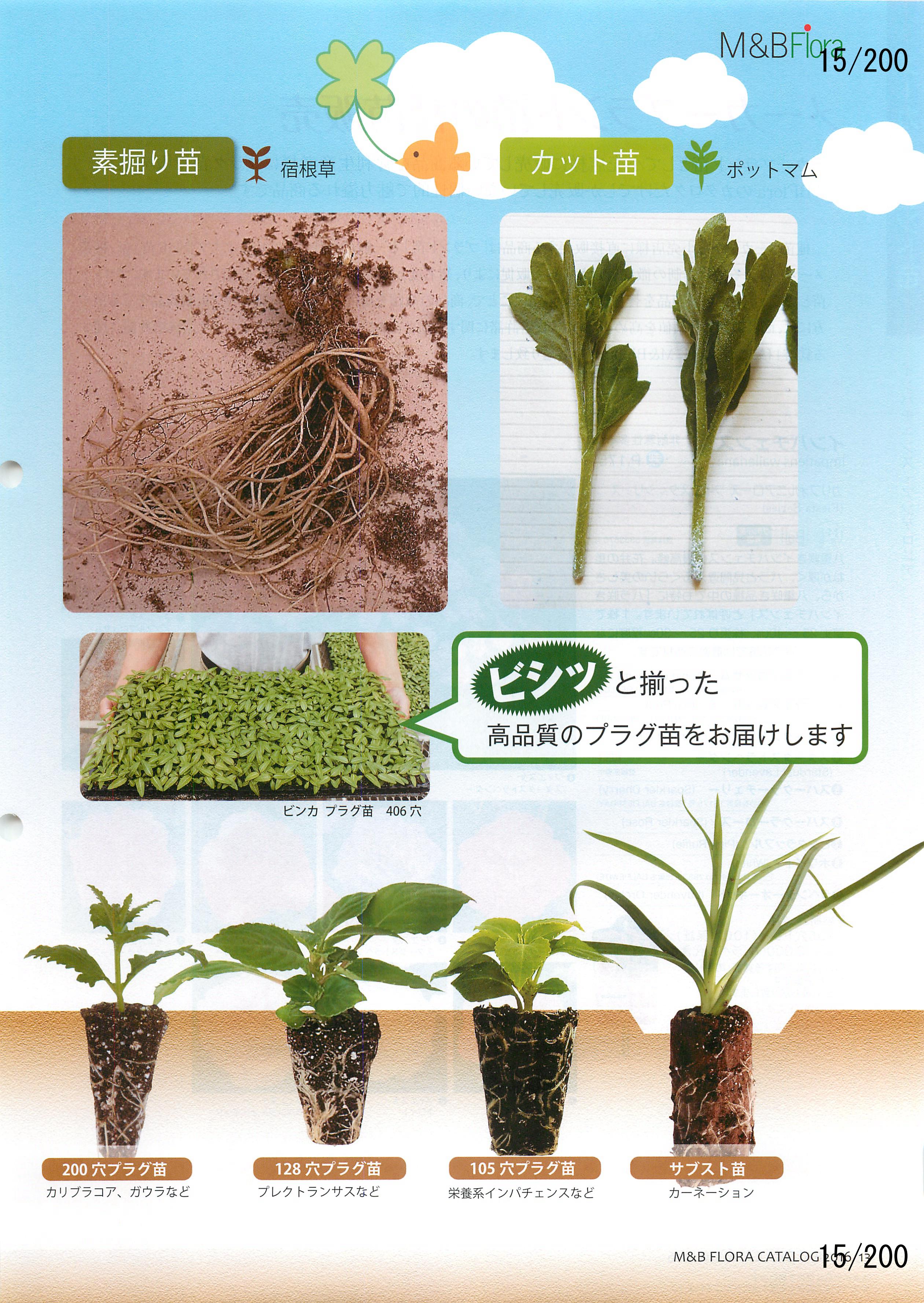 M&B Flora Vol.20F15y[W