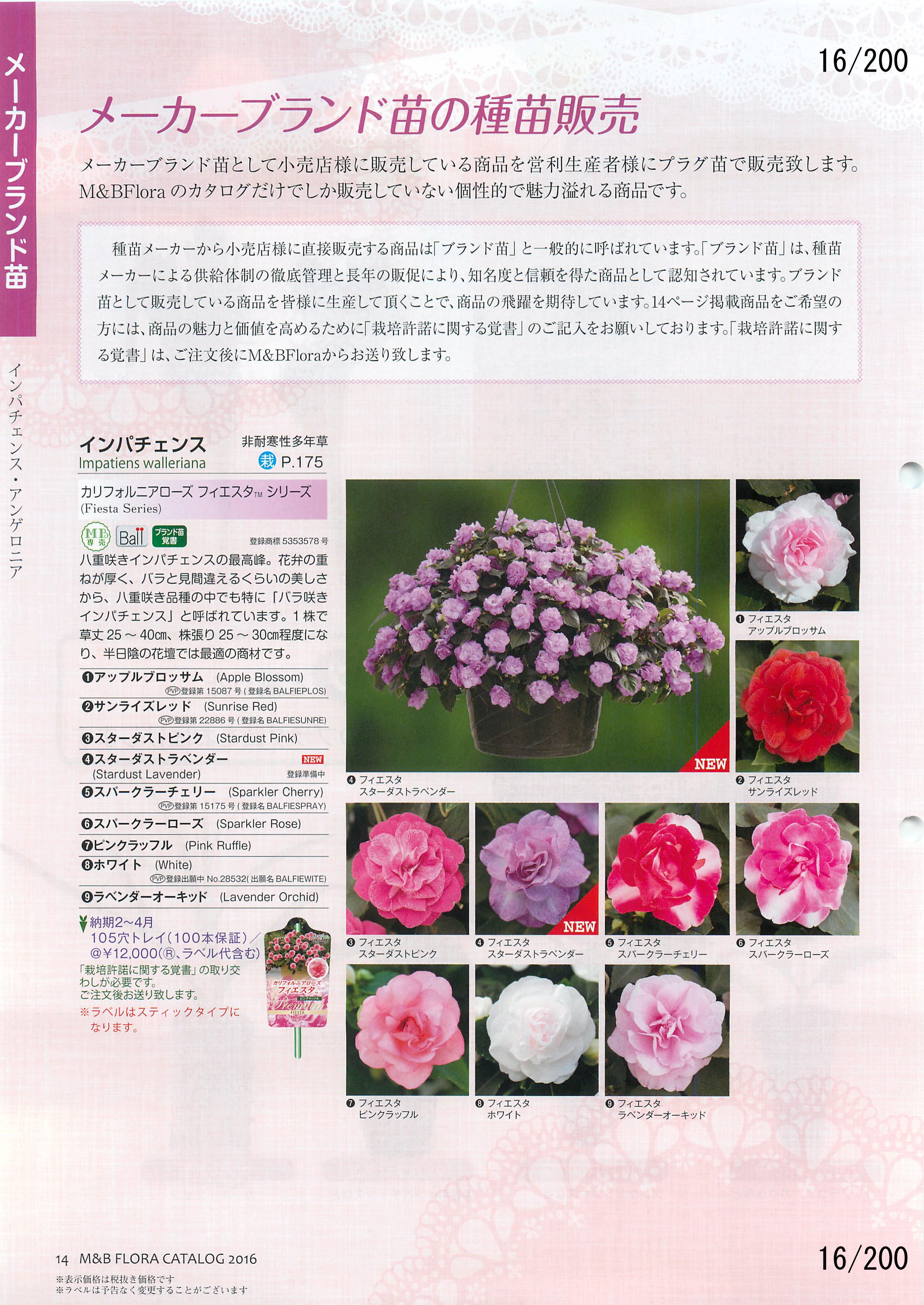 M&B Flora Vol.20F16y[W