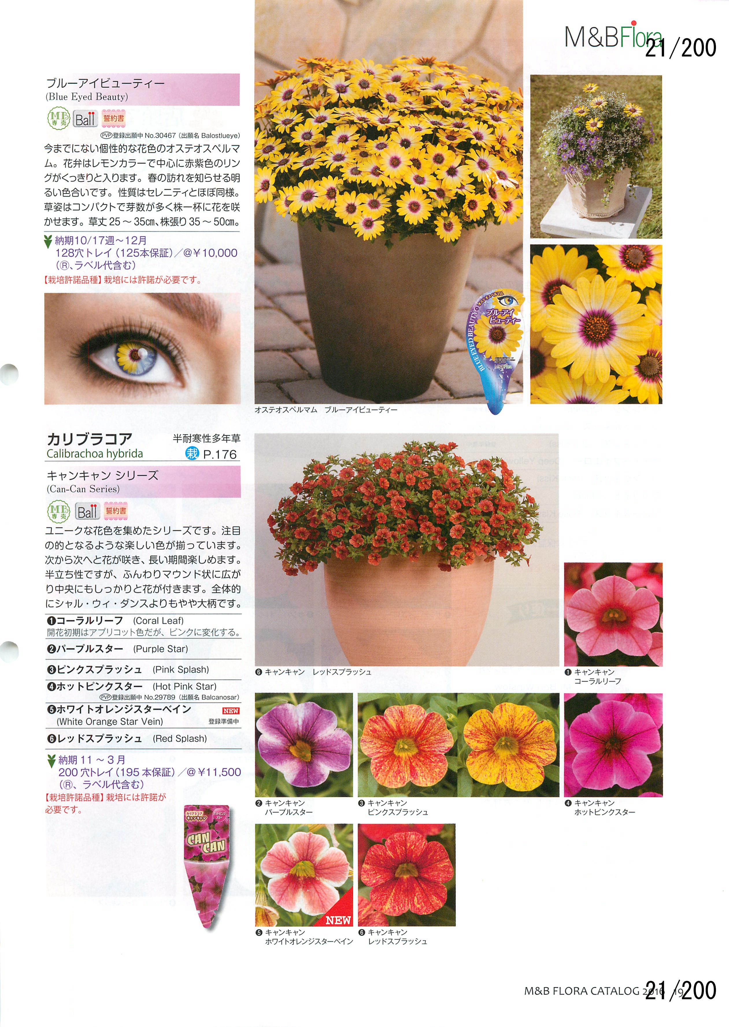 M&B Flora Vol.20F21y[W