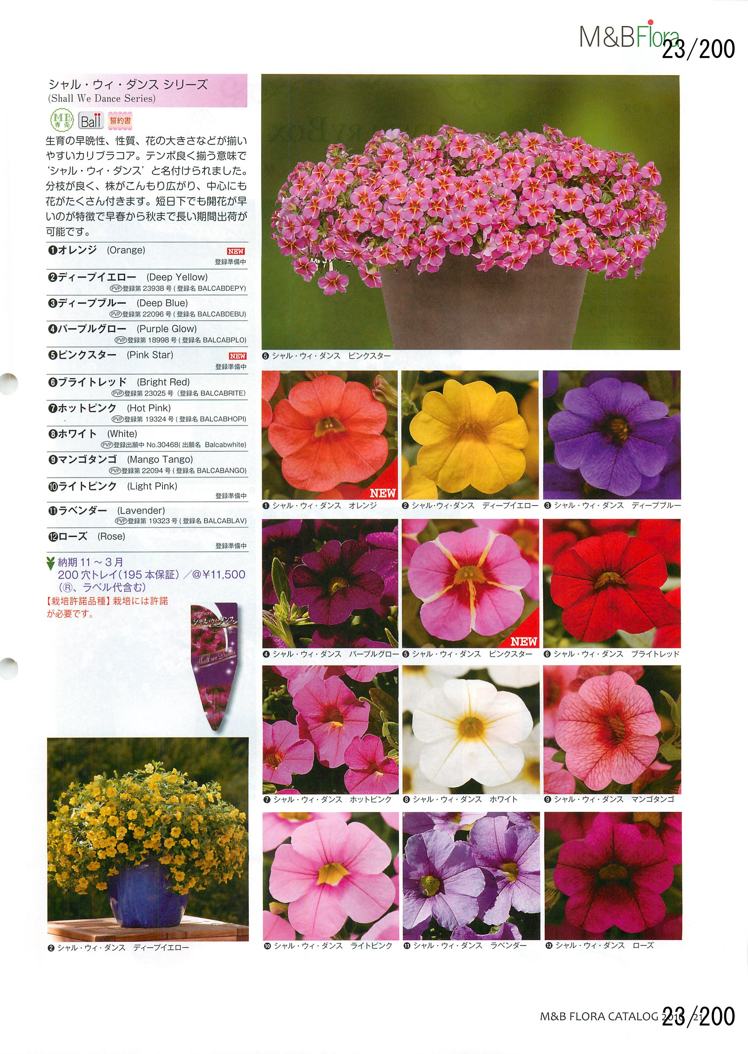 M&B Flora Vol.20F23y[W