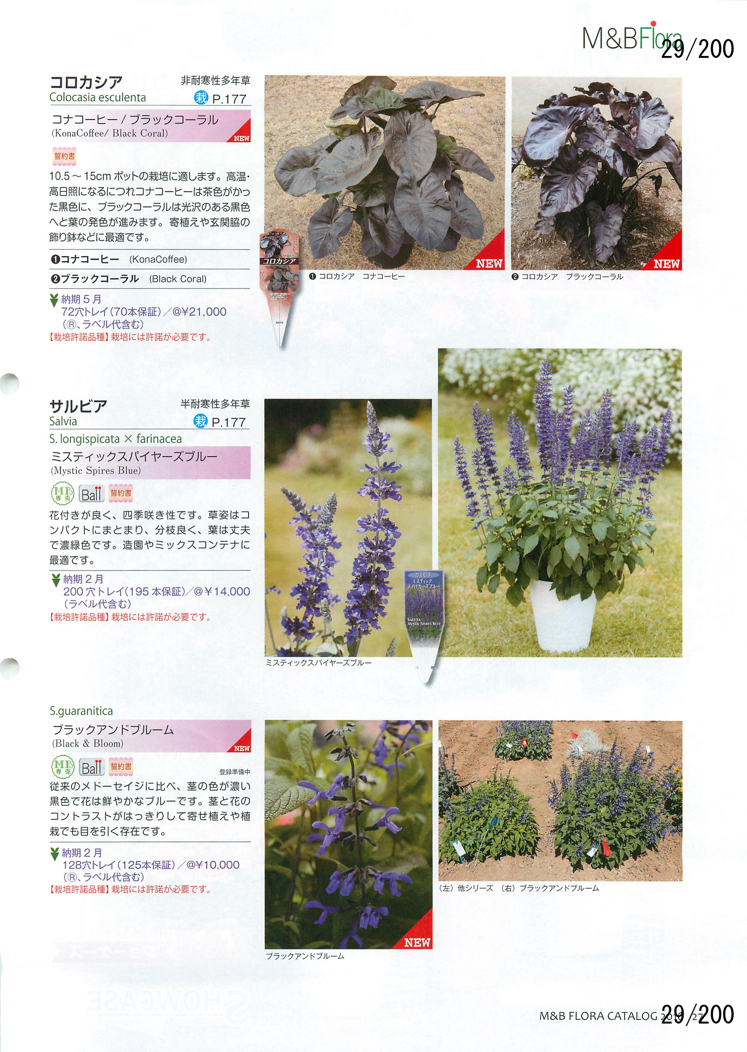 M&B Flora Vol.20F29y[W