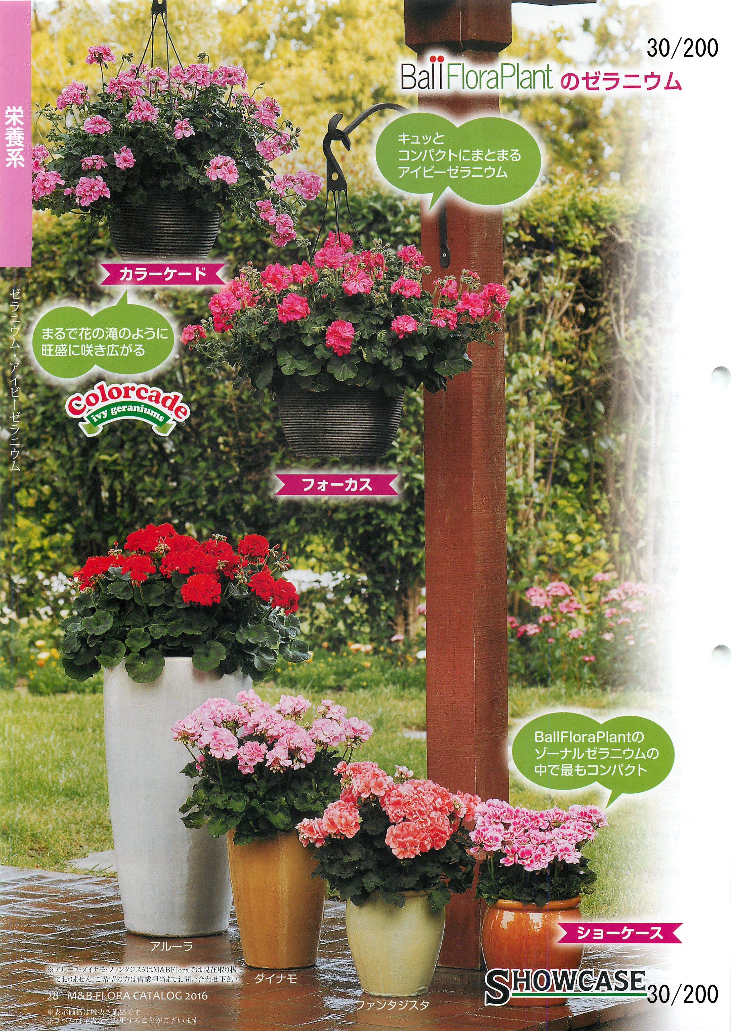 M&B Flora Vol.20F30y[W