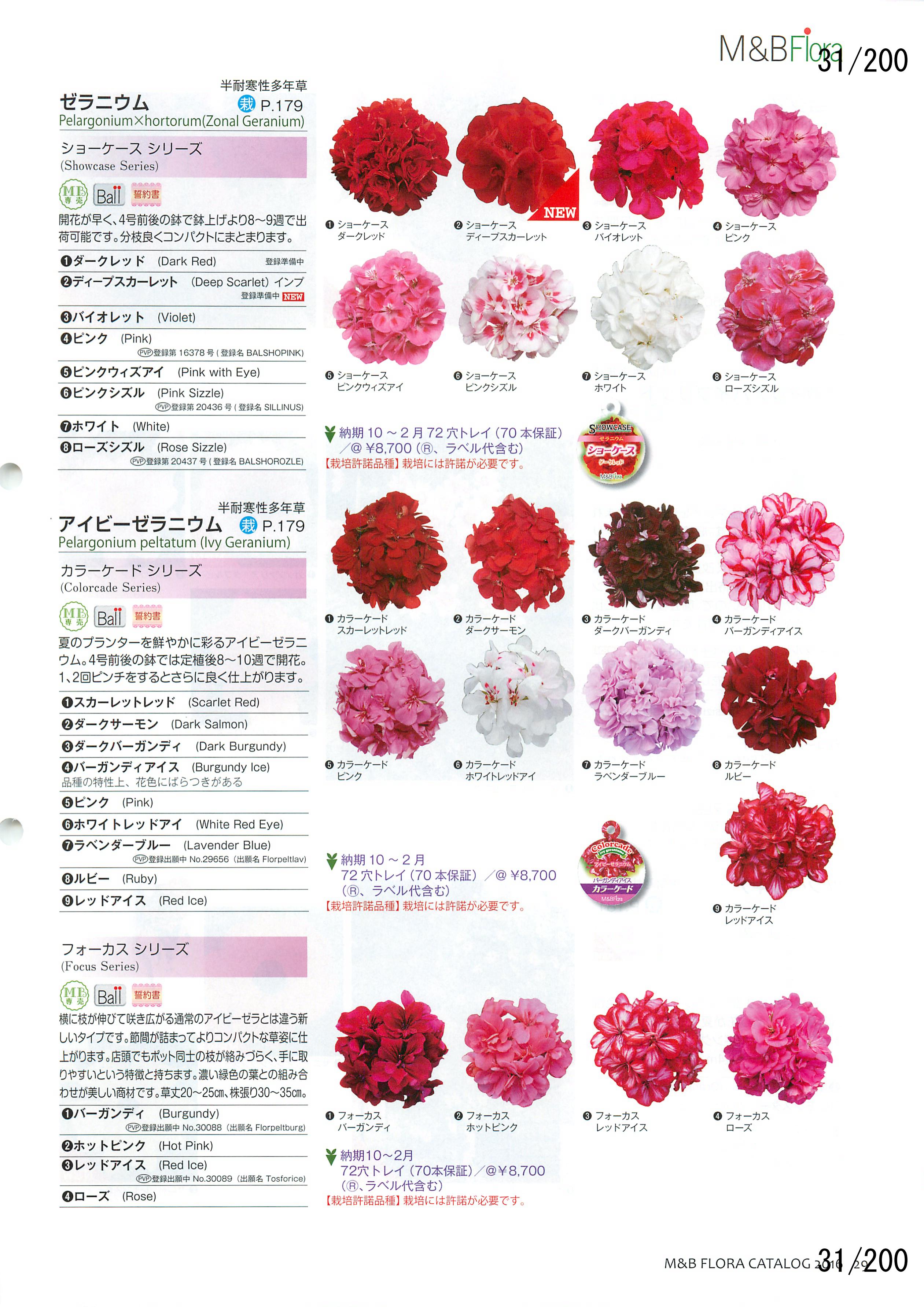 M&B Flora Vol.20F31y[W