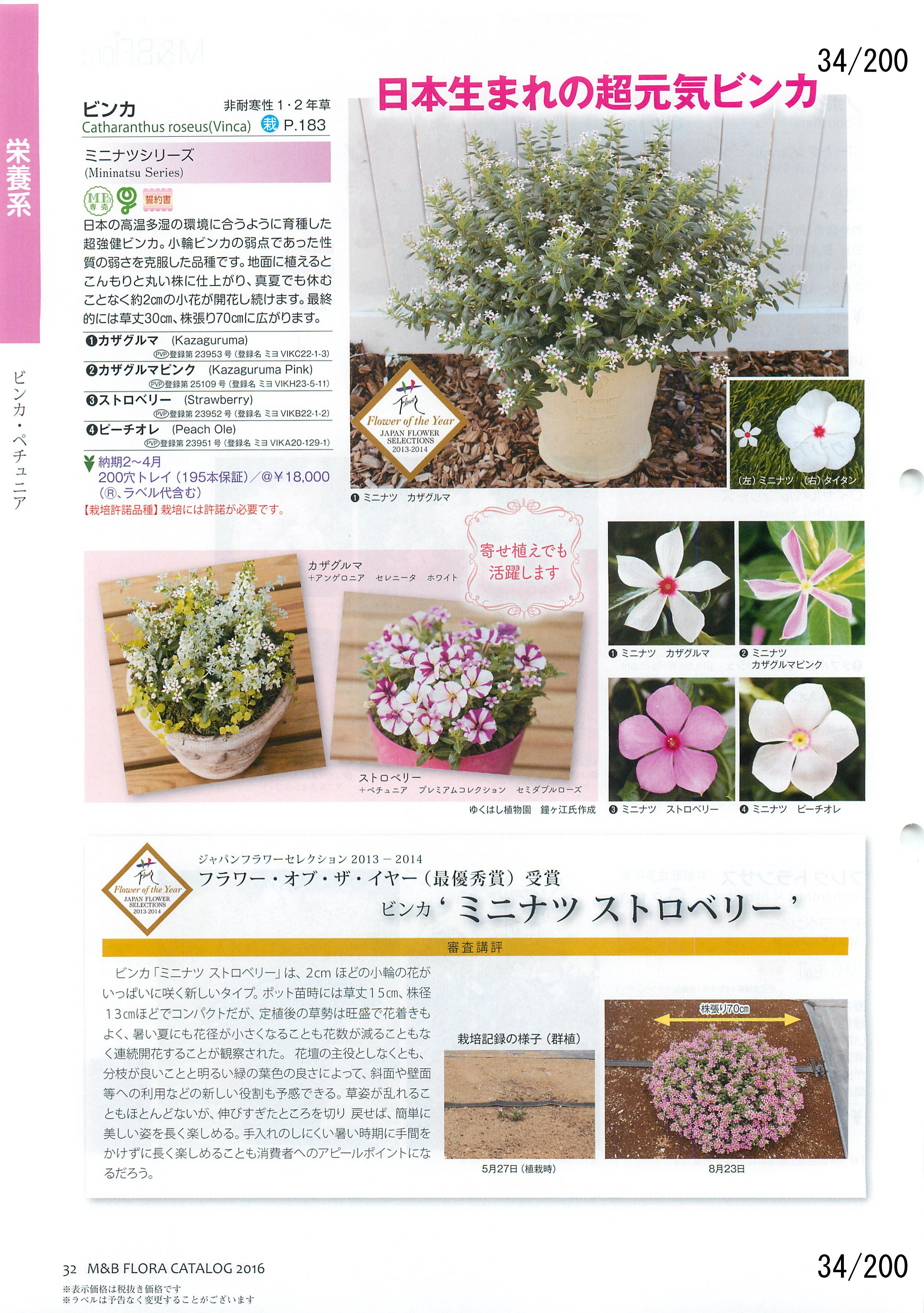 M&B Flora Vol.20F34y[W