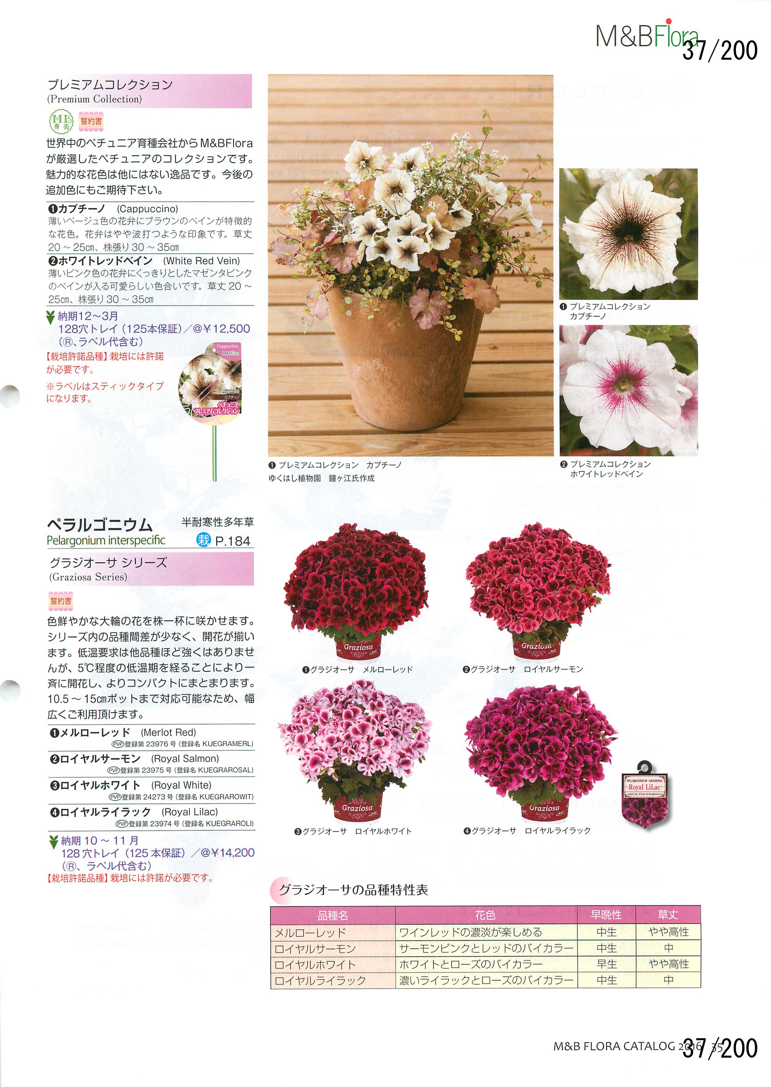 M&B Flora Vol.20F37y[W