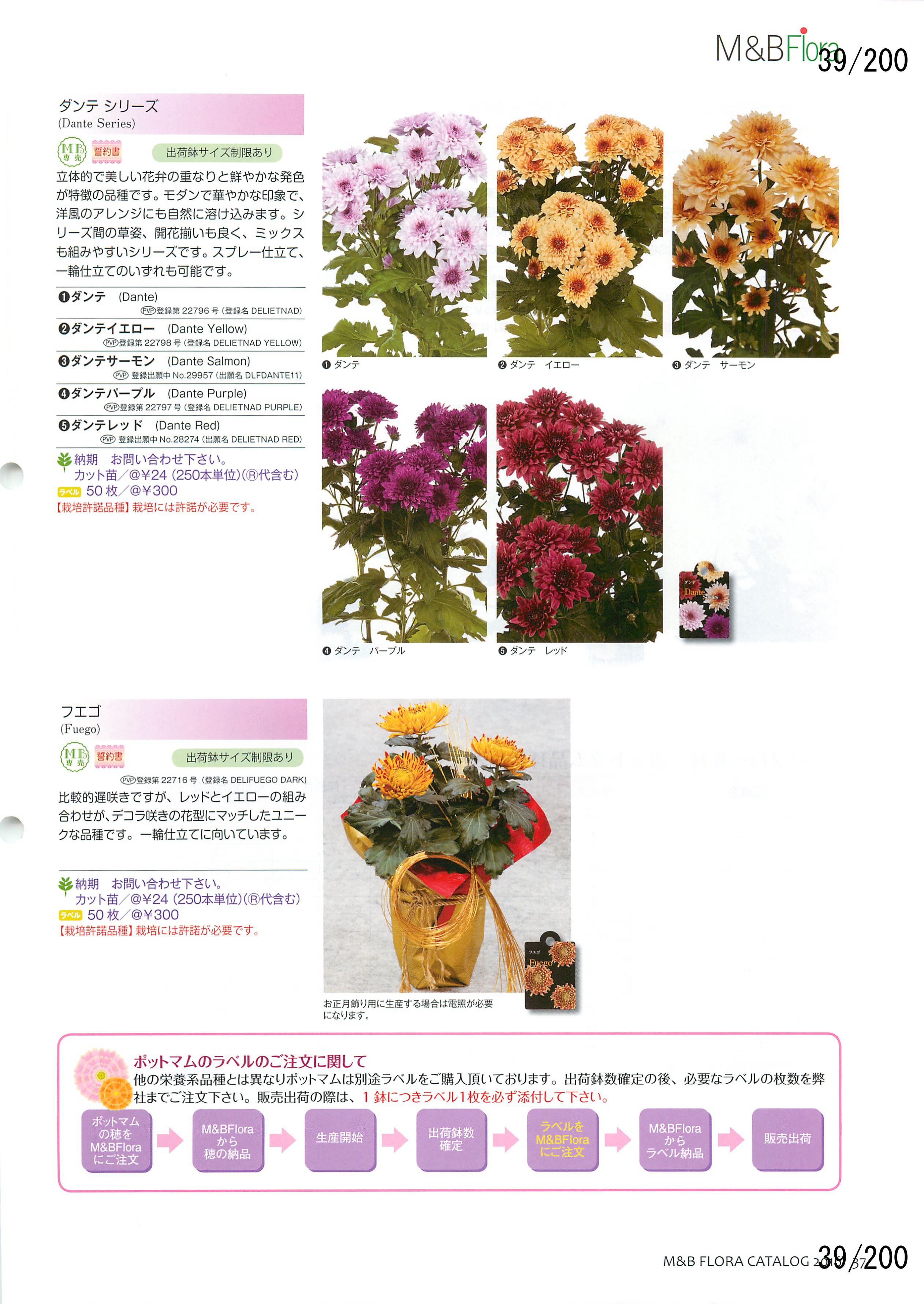 M&B Flora Vol.20F39y[W