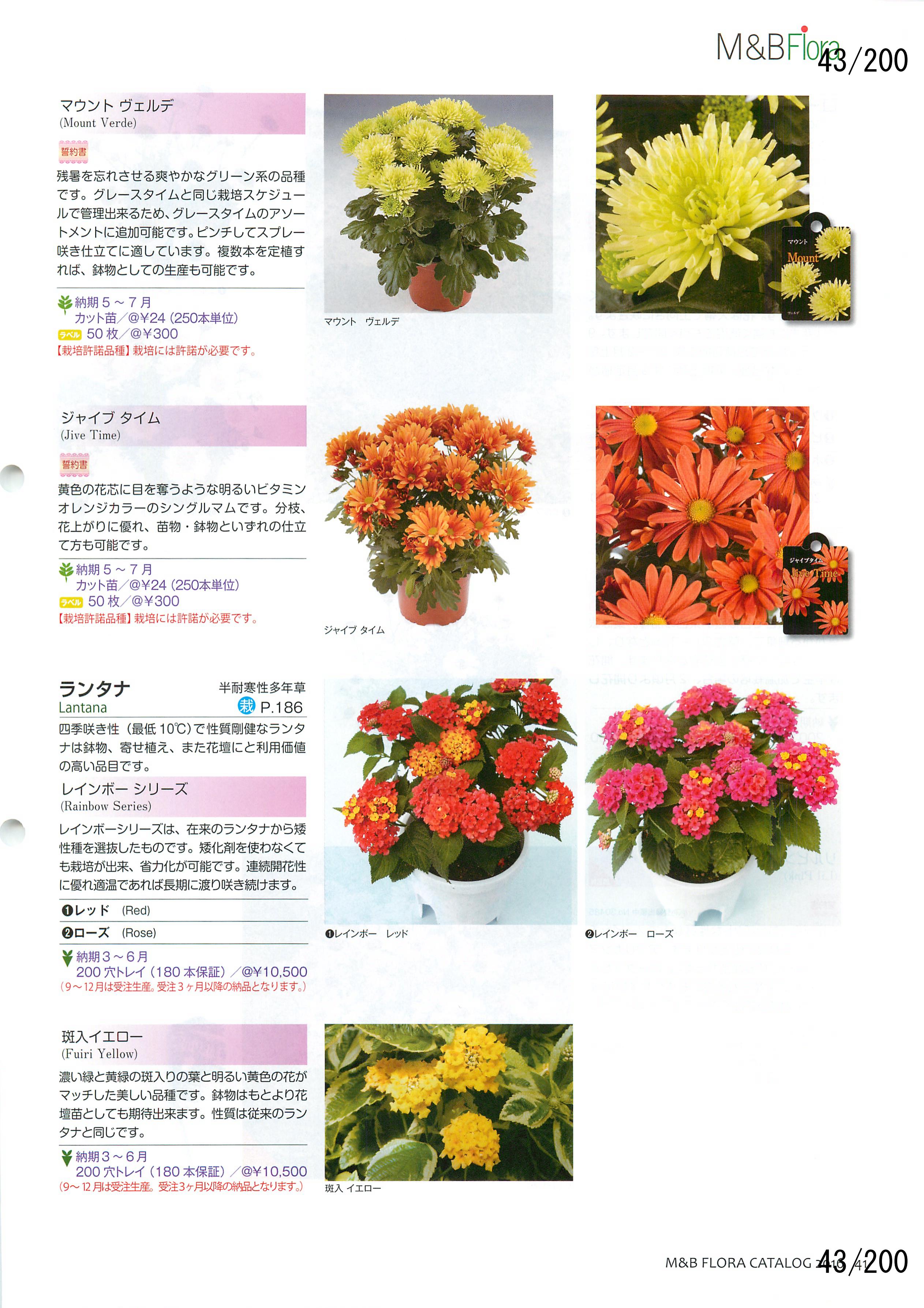M&B Flora Vol.20F43y[W