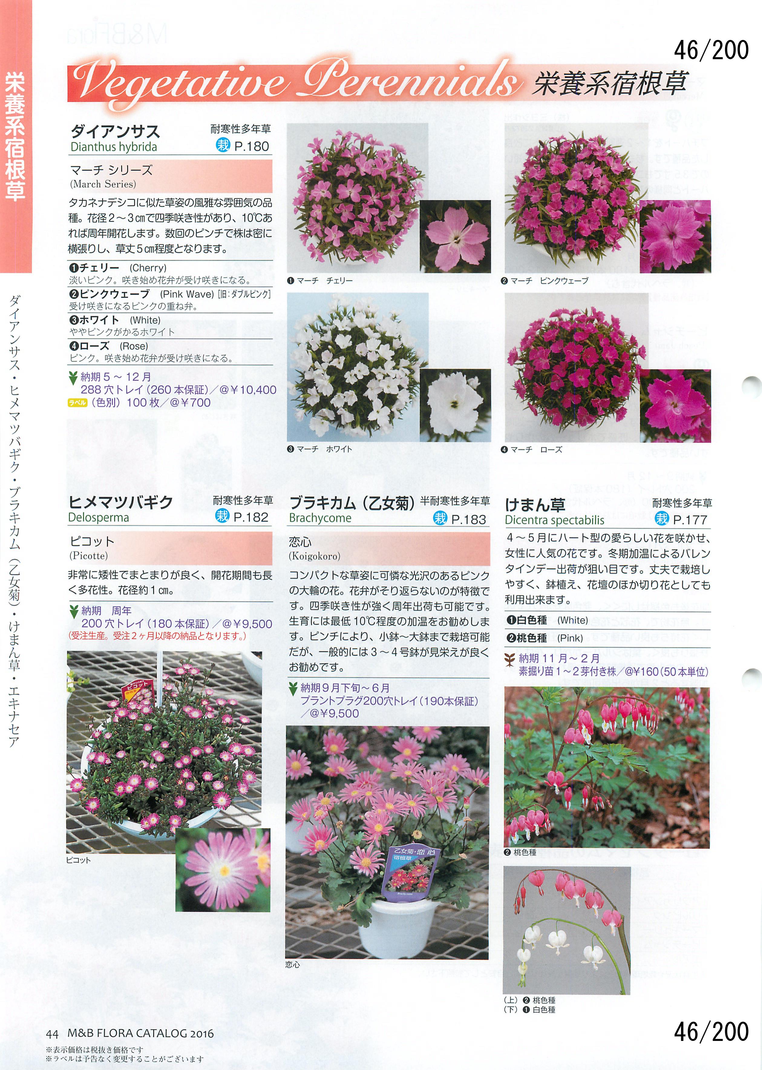 M&B Flora Vol.20F46y[W