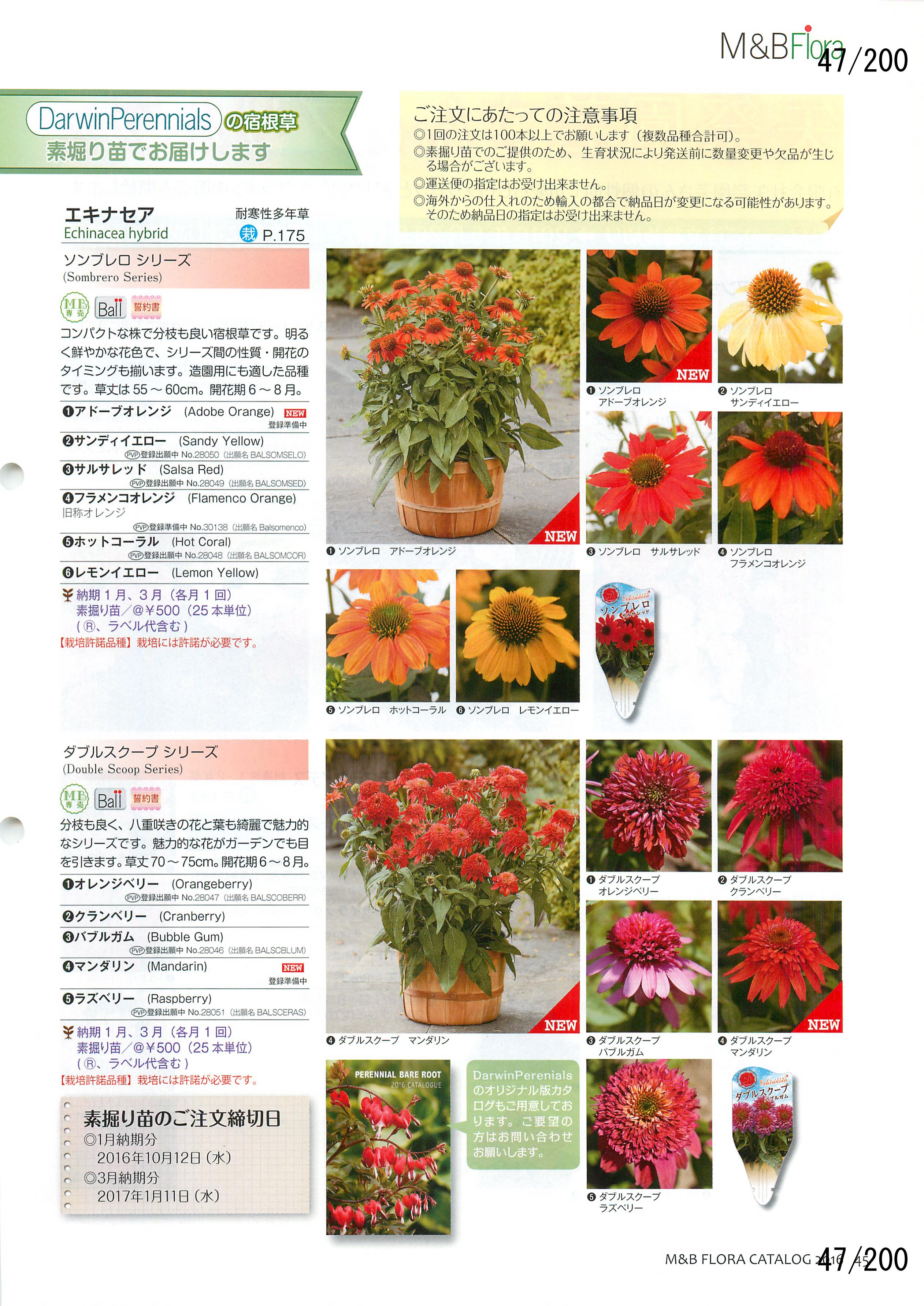M&B Flora Vol.20F47y[W