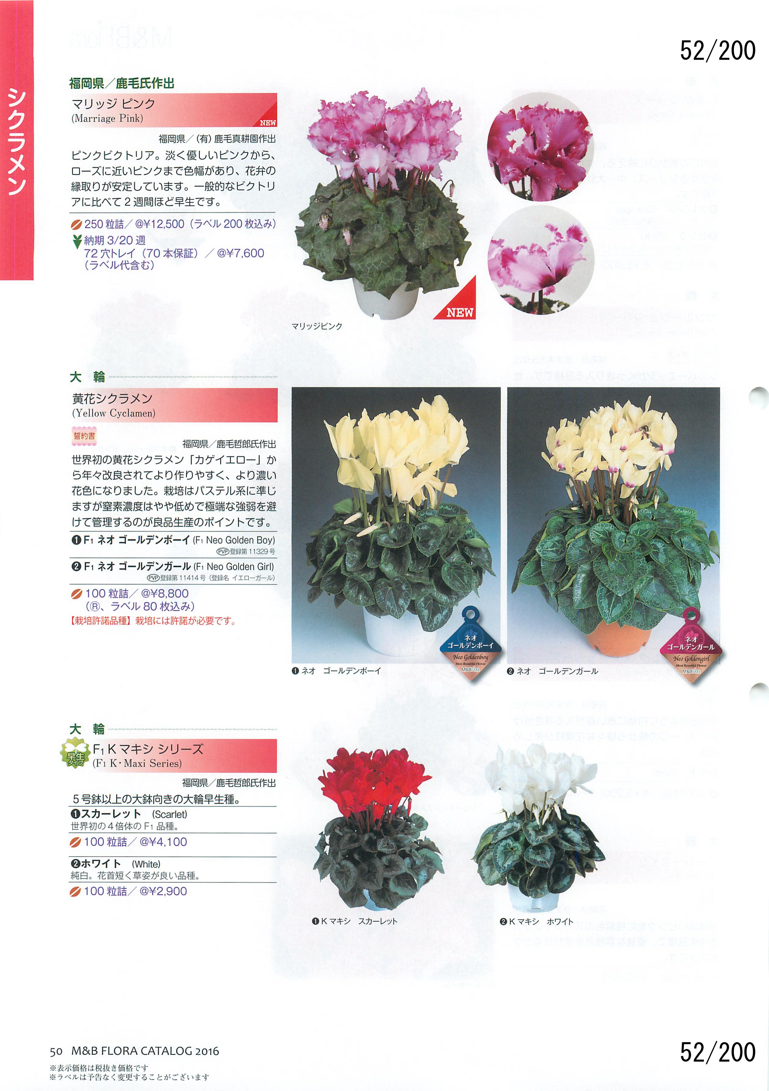 M&B Flora Vol.20F52y[W