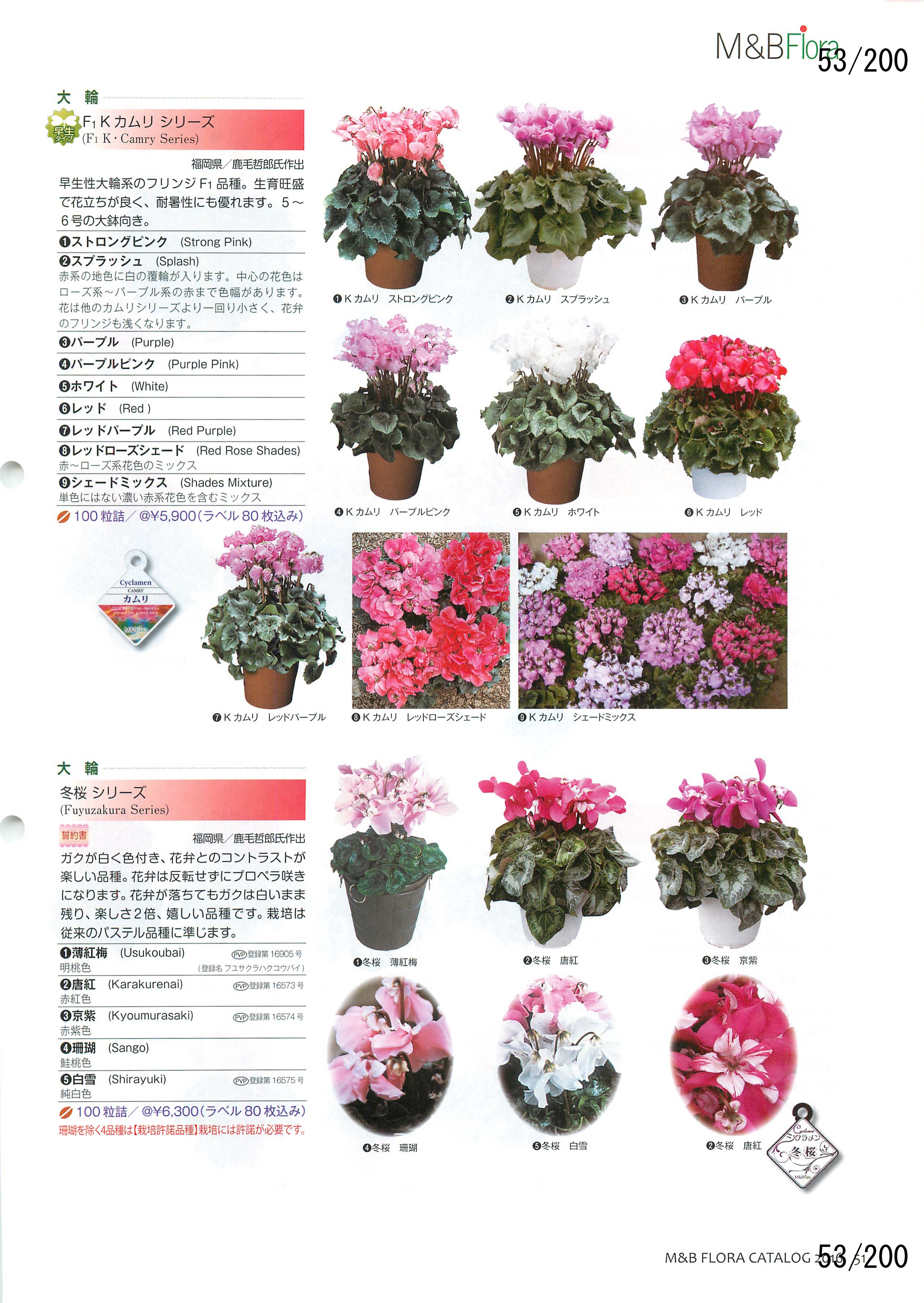 M&B Flora Vol.20F53y[W