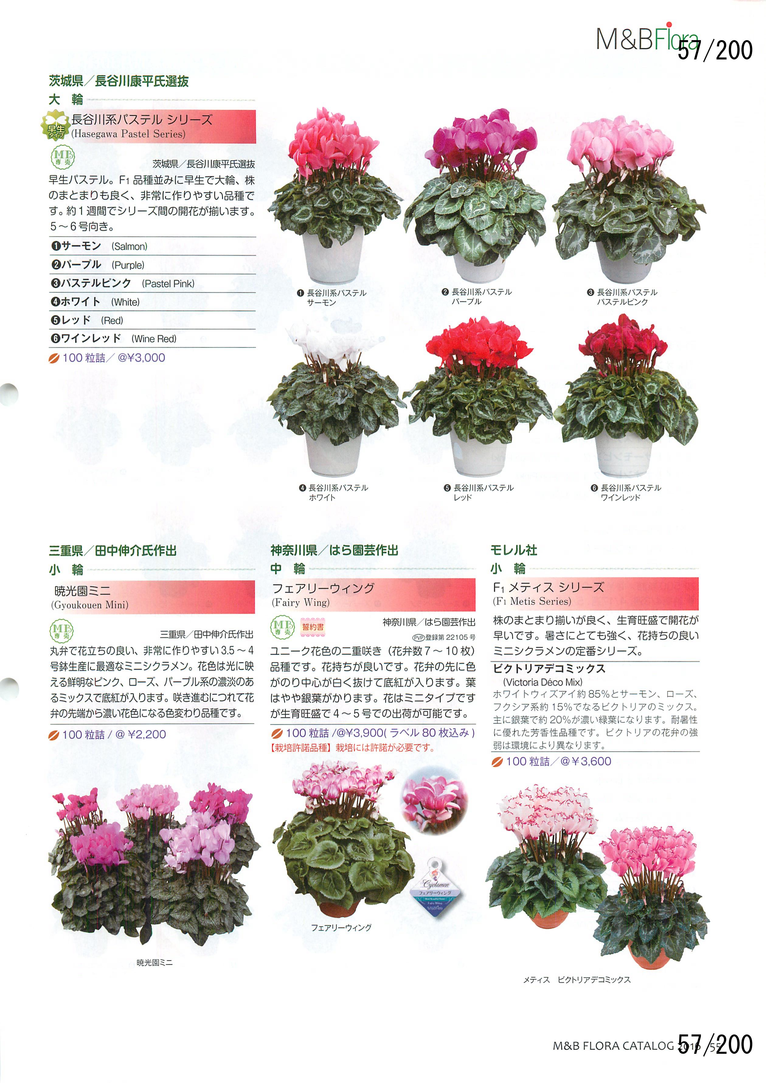 M&B Flora Vol.20F57y[W