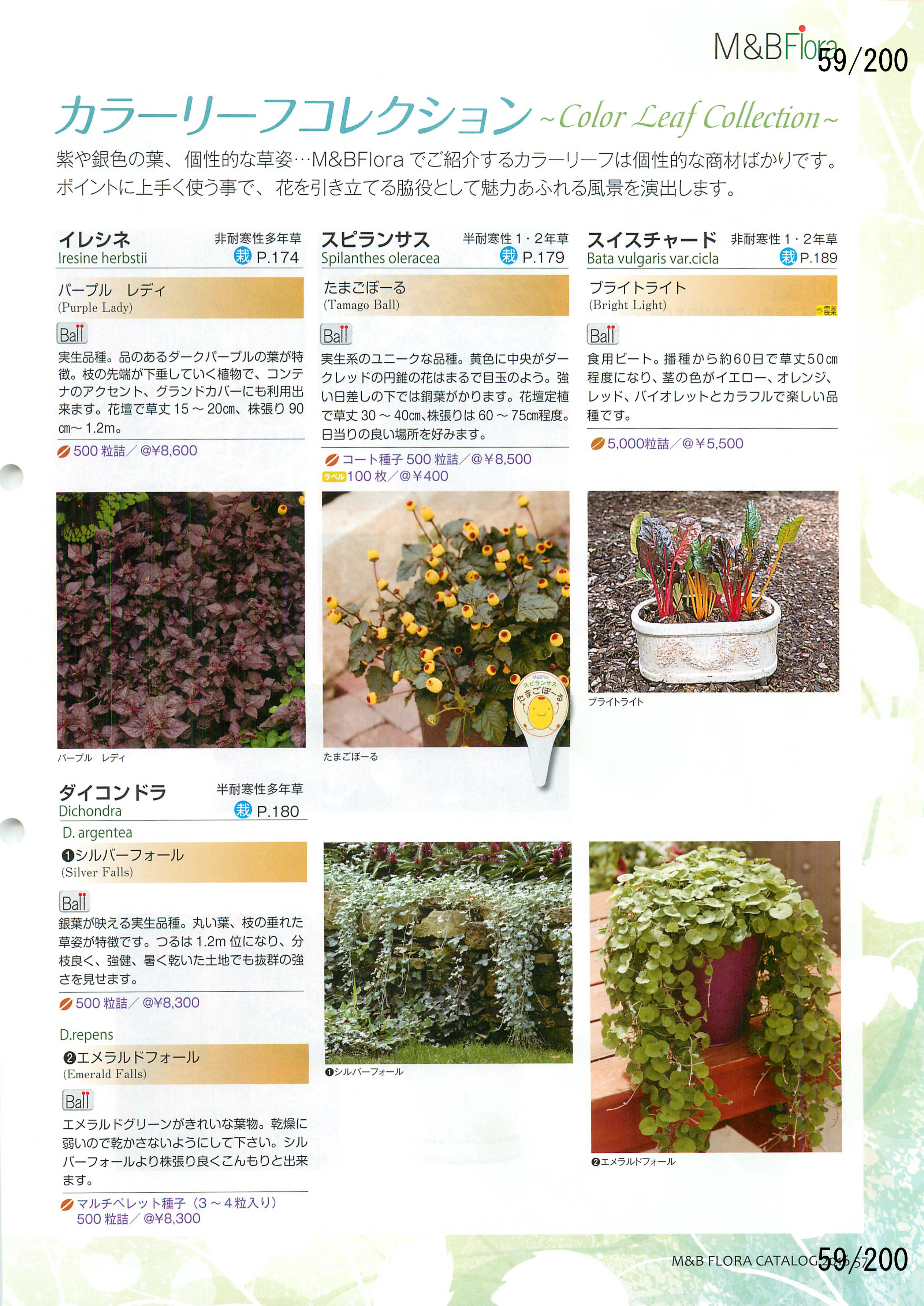 M&B Flora Vol.20F59y[W