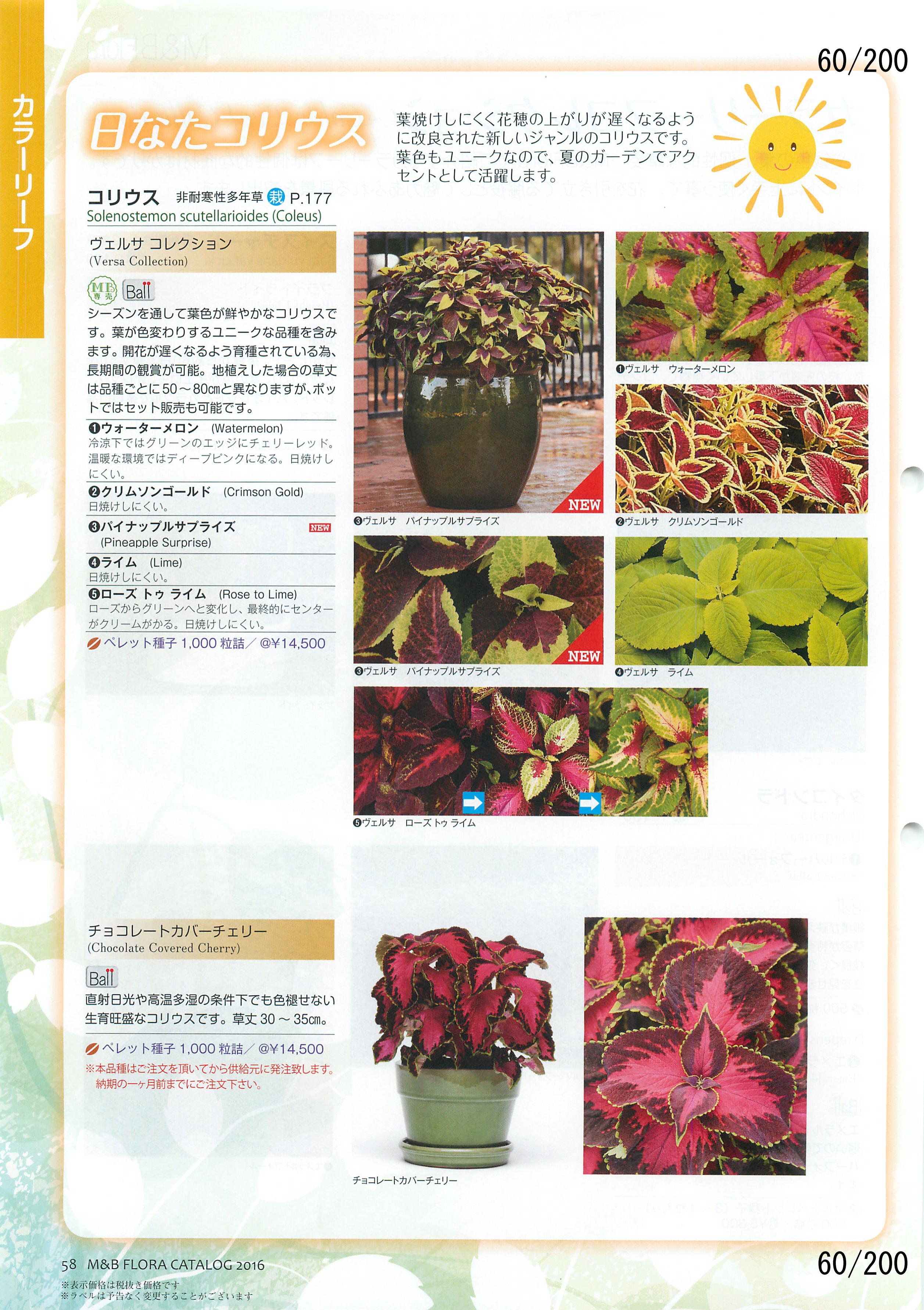 M&B Flora Vol.20F60y[W