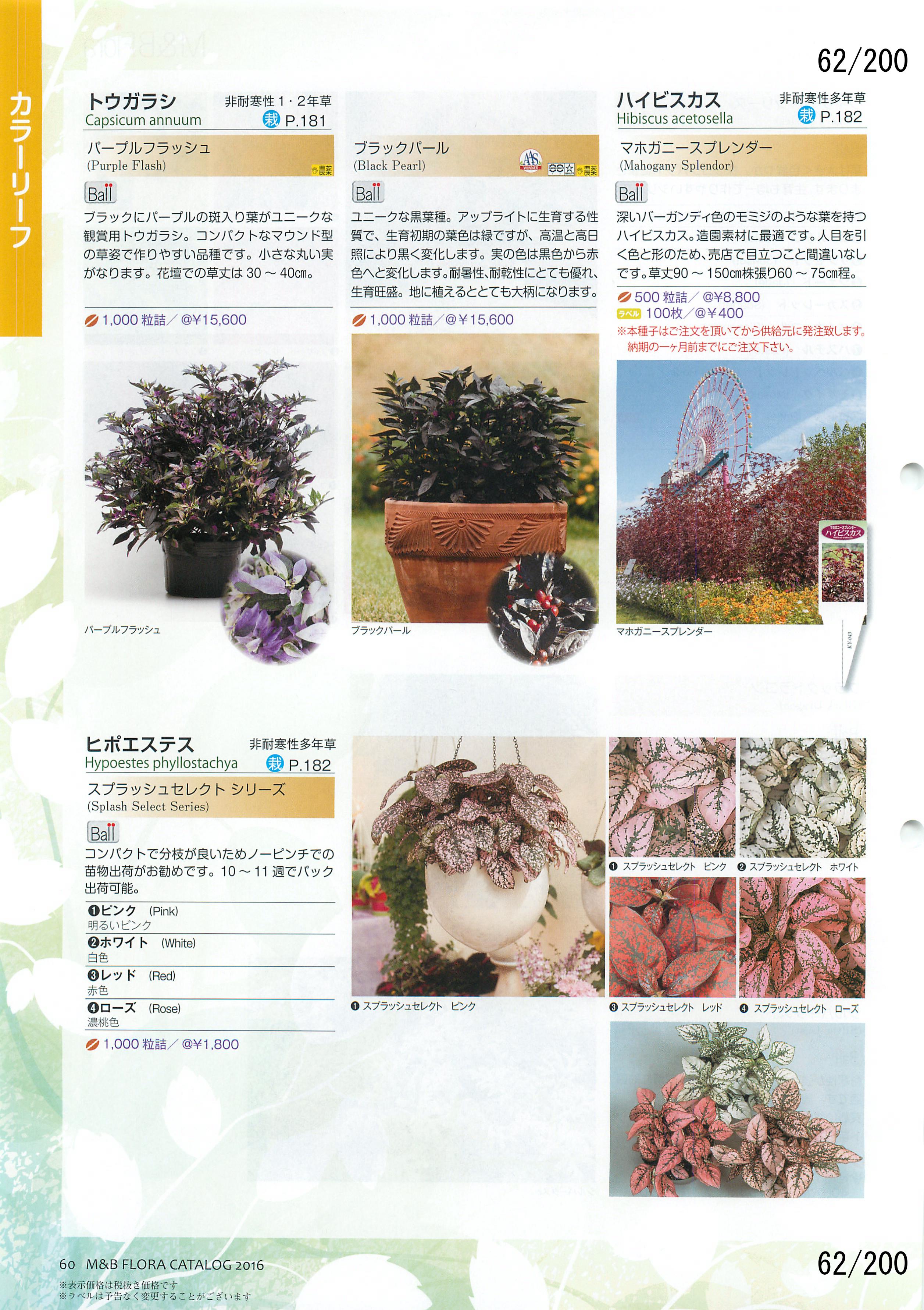 M&B Flora Vol.20F62y[W