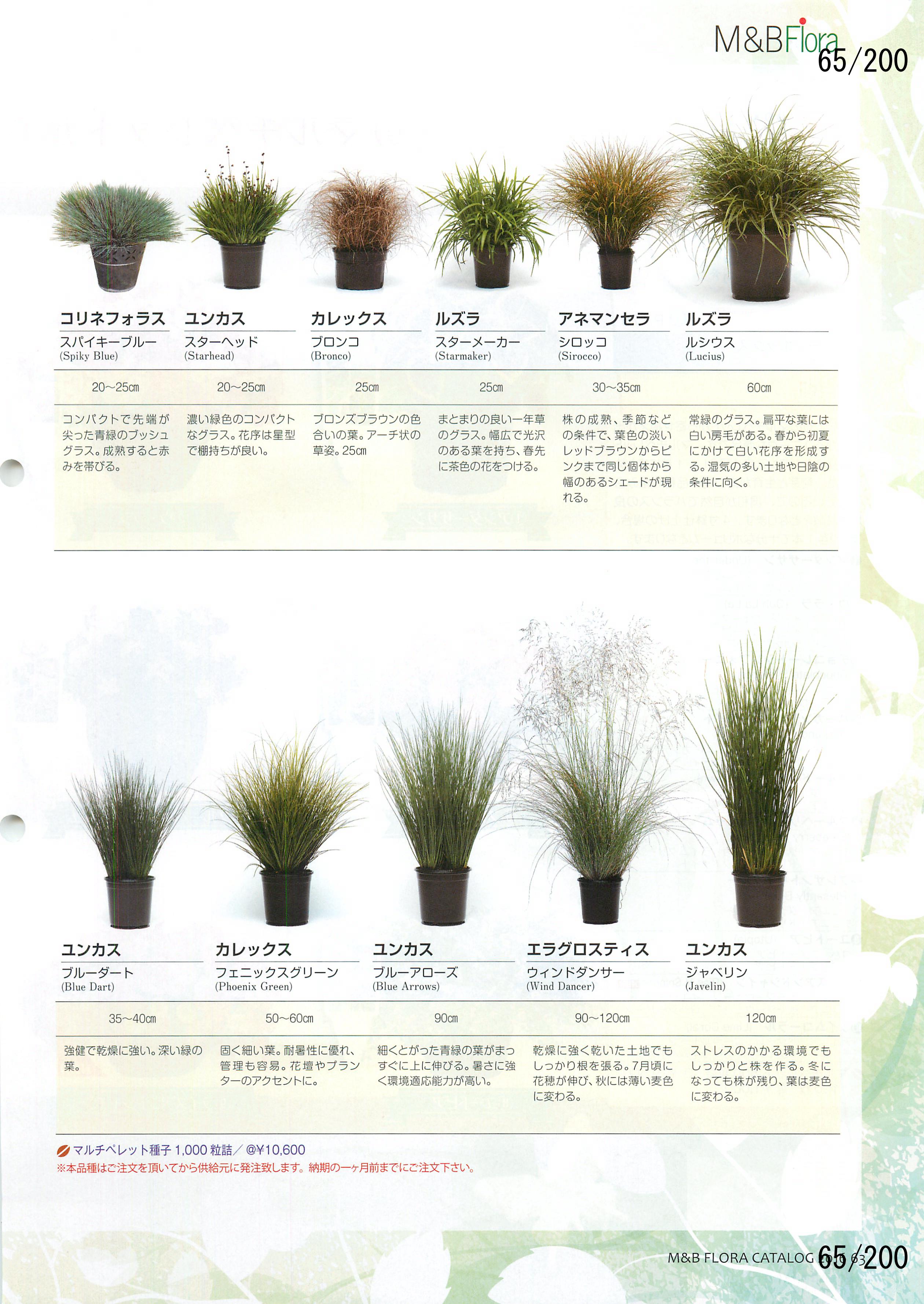 M&B Flora Vol.20F65y[W