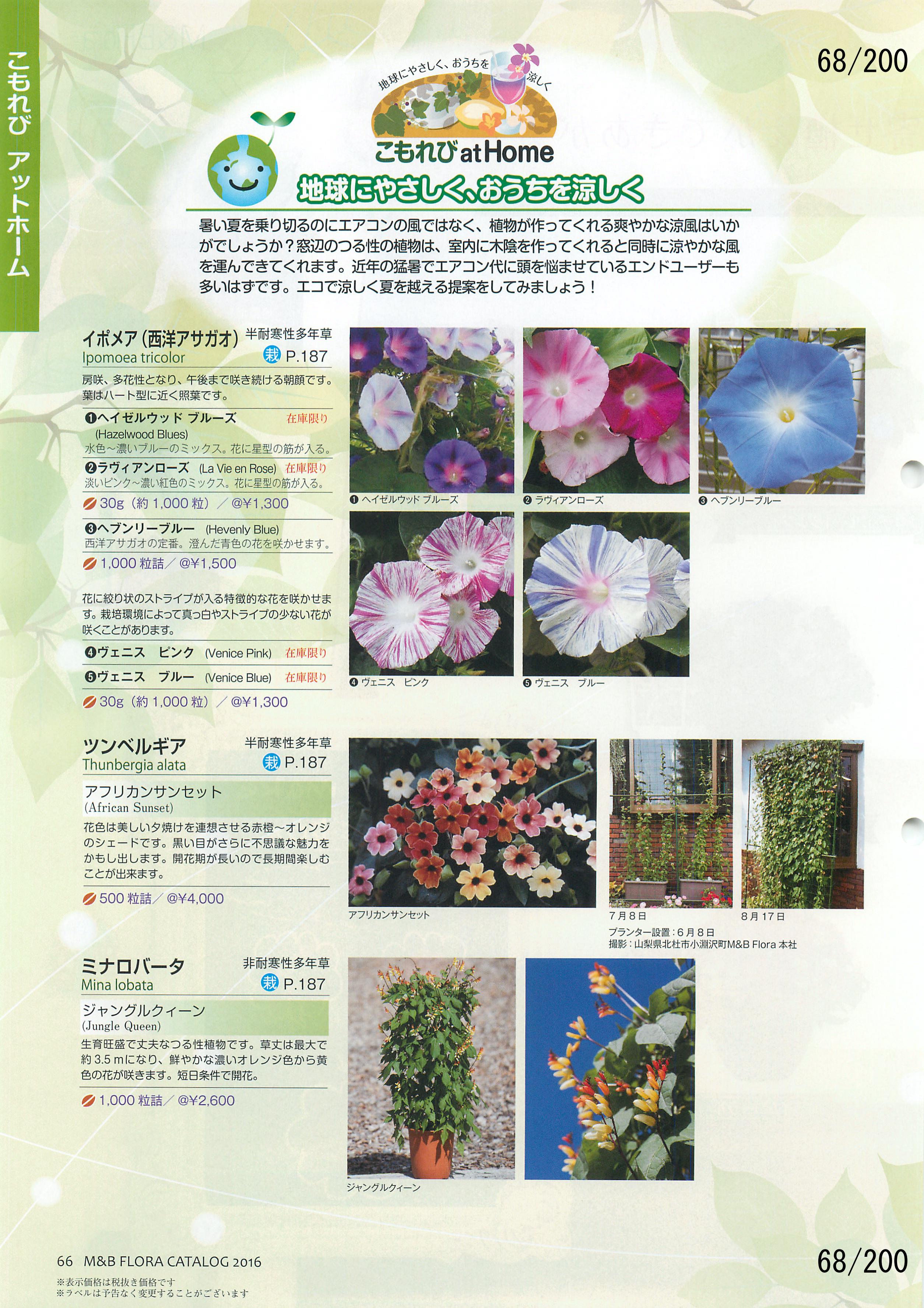 M&B Flora Vol.20F68y[W