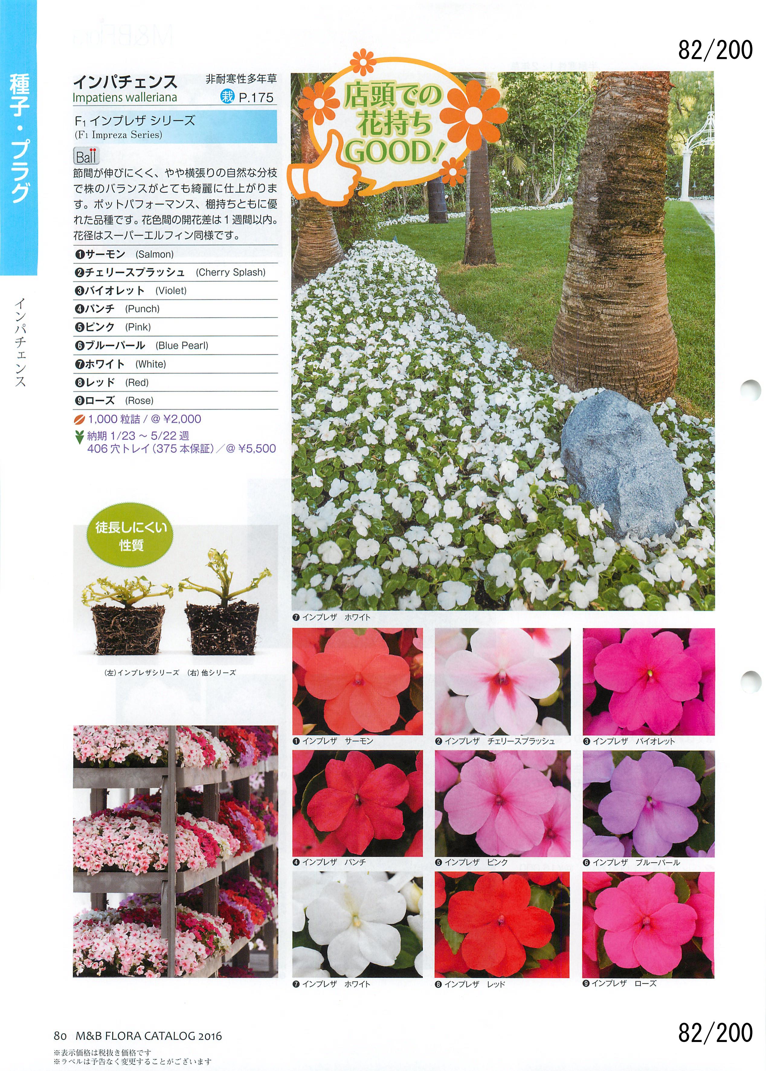 M&B Flora Vol.20：82ページ