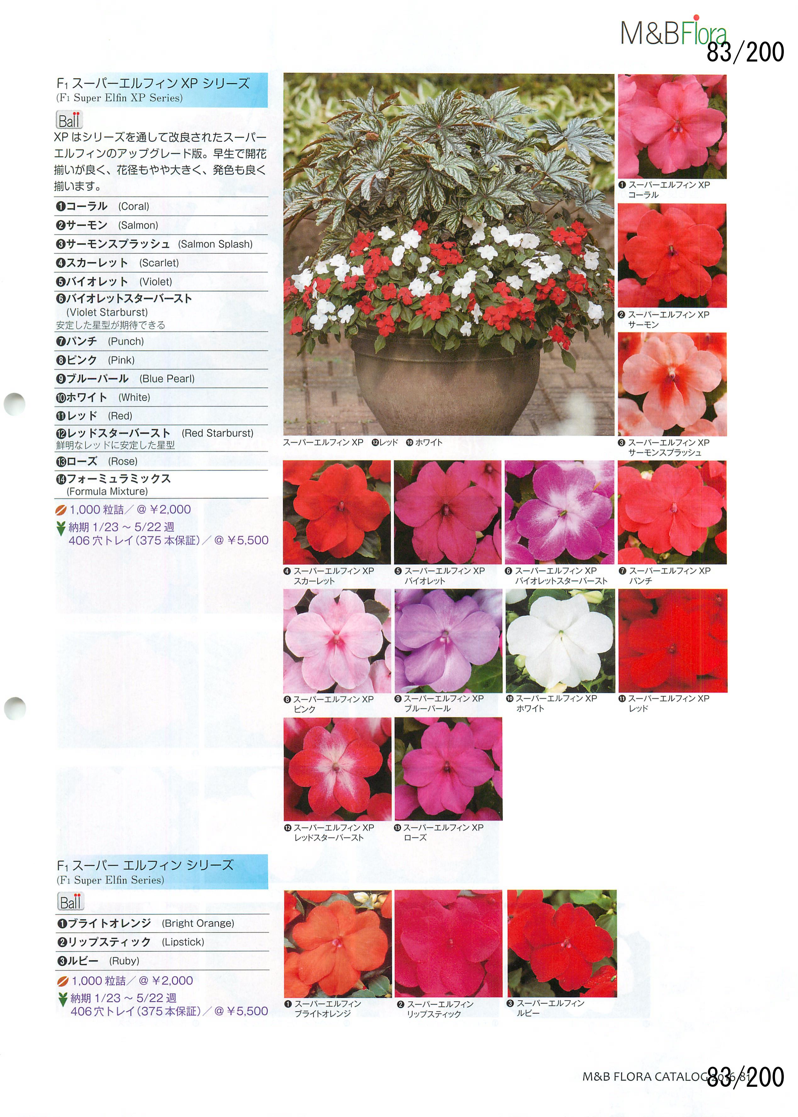 M&B Flora Vol.20F83y[W