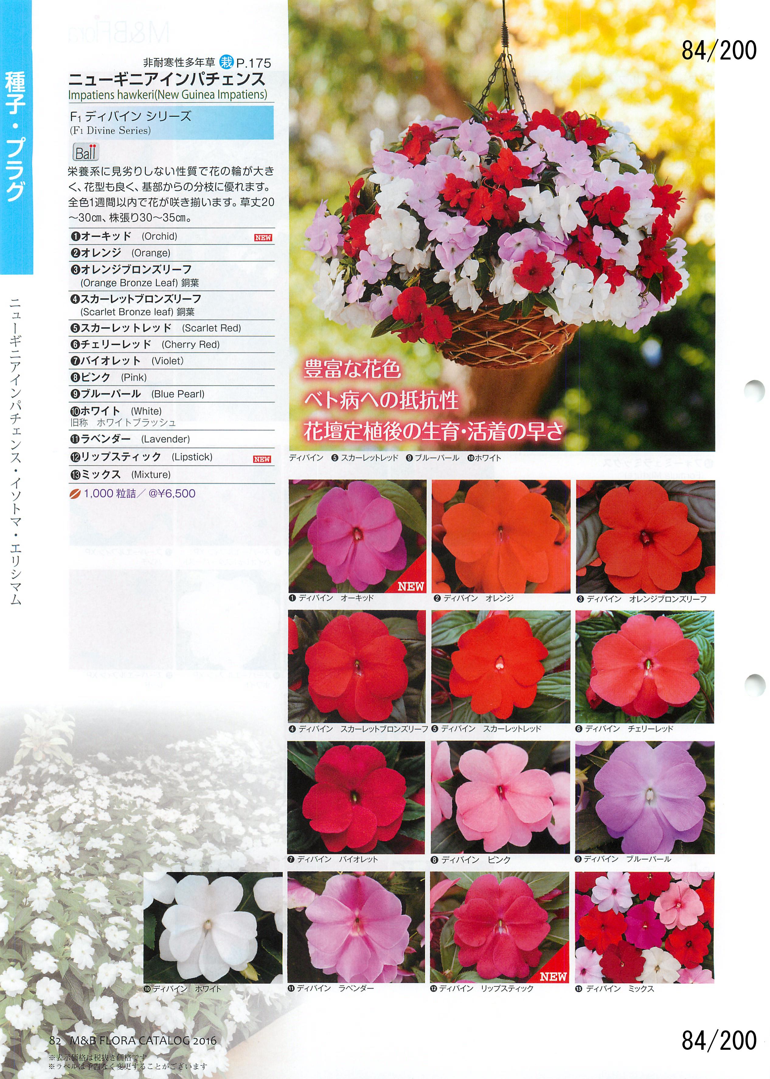 M&B Flora Vol.20F84y[W