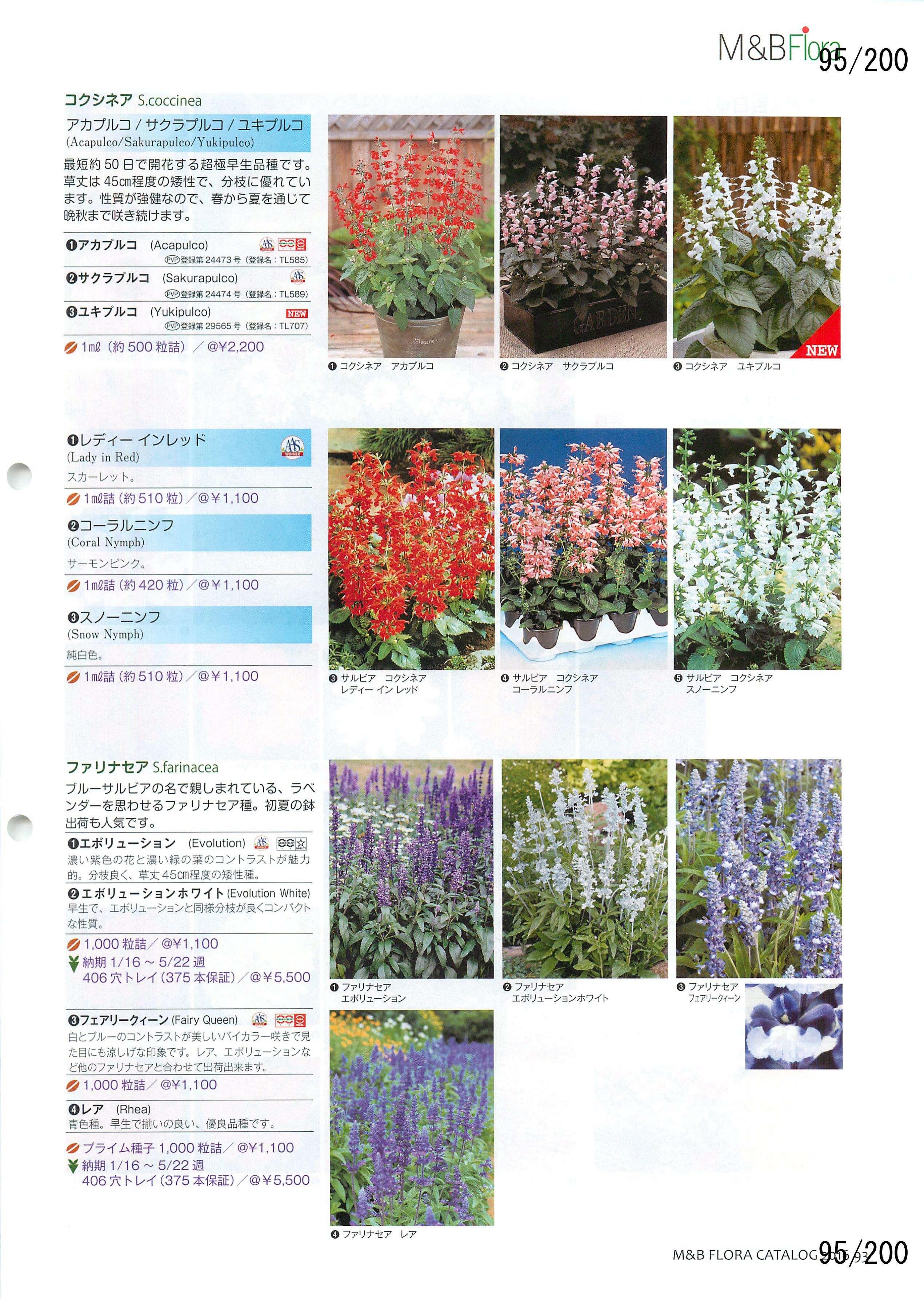 M&B Flora Vol.20F95y[W